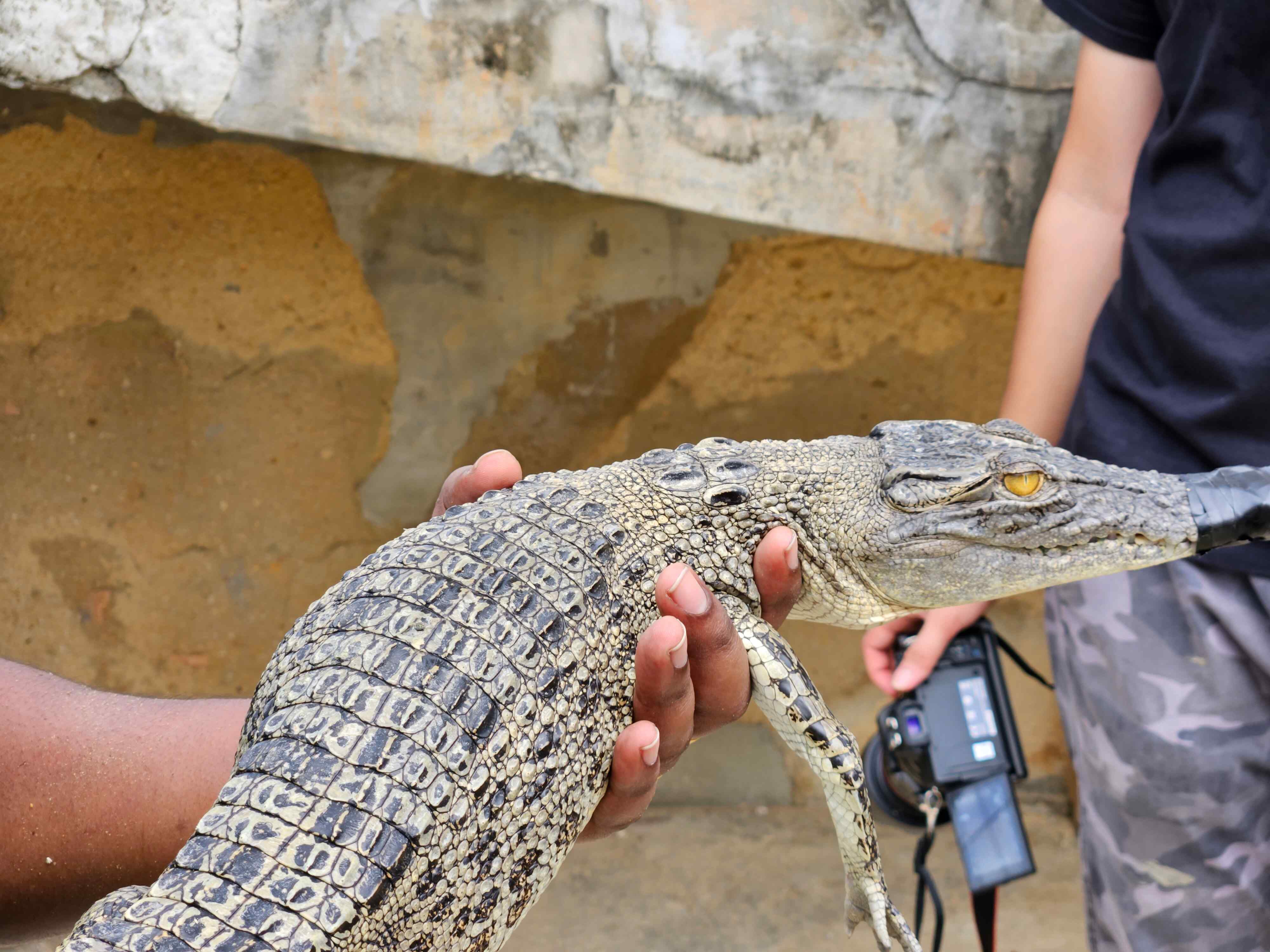 Crocodile Farm